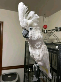 Photo №3. She has never bitten any of us and is not aggressive. Her cage is a large. Belgium