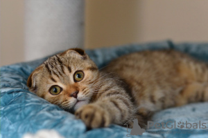 Photo №2 to announcement № 68368 for the sale of scottish fold - buy in Belarus from nursery