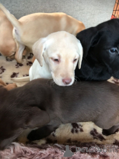 Photo №1. labrador retriever - for sale in the city of Forest | 516$ | Announcement № 159436