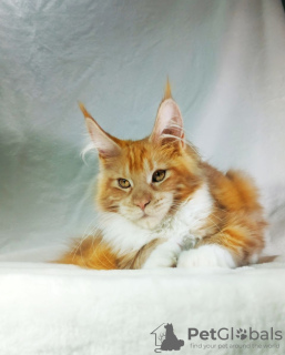 Photo №2 to announcement № 102211 for the sale of maine coon - buy in Russian Federation from nursery