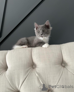 Photo №1. ragdoll - for sale in the city of Ellmau | negotiated | Announcement № 156534