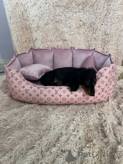 Photo №1. dachshund - for sale in the city of New Garden | 723$ | Announcement № 176797