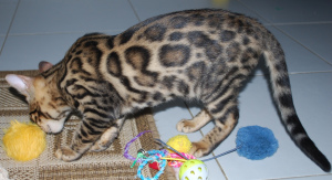 Photo №4. I will sell bengal cat in the city of St. Petersburg. from nursery - price - 466$