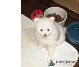 Photo №1. pomeranian - for sale in the city of Geneva | negotiated | Announcement № 12645