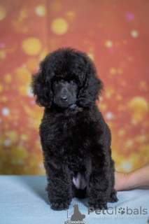 Photo №3. Medium -sized poodle puppy. Serbia