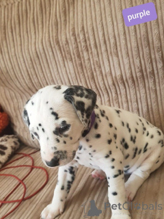Photo №3. Dalmatian Puppies. Denmark