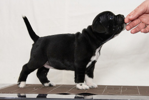 Photo №2 to announcement № 5575 for the sale of staffordshire bull terrier - buy in Russian Federation from nursery