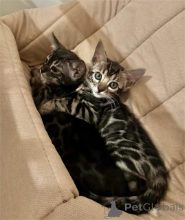 Photo №2 to announcement № 152922 for the sale of bengal cat - buy in Germany 