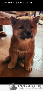 Additional photos: Shiba Inu, ZKwP records