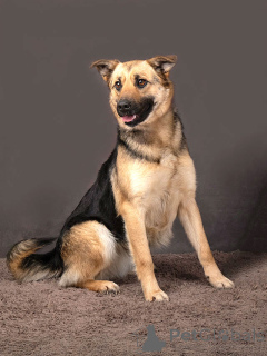 Photo №4. I will sell non-pedigree dogs in the city of Moskova. private announcement - price - Is free