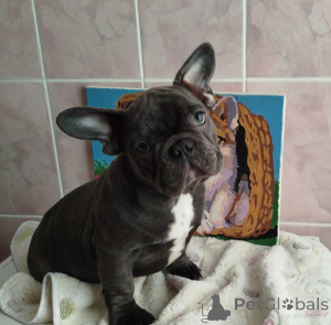 Photo №2 to announcement № 161753 for the sale of french bulldog - buy in Belarus private announcement