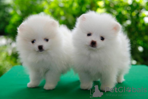 Photo №2 to announcement № 115503 for the sale of pomeranian - buy in Netherlands private announcement, breeder