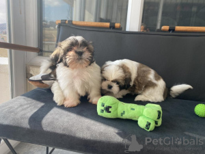 Photo №1. shih tzu - for sale in the city of Dundee | negotiated | Announcement № 27553