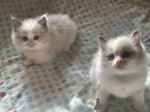 Photo №1. ragdoll - for sale in the city of Paris | 599$ | Announcement № 165493