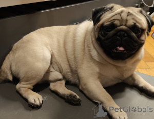 Photo №2 to announcement № 136043 for the sale of pug - buy in Poland private announcement