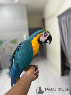 Photo №1. non-pedigree dogs - for sale in the city of Caspian Industrial Town | negotiated | Announcement № 143954