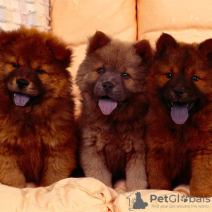 Photo №2 to announcement № 48044 for the sale of chow chow - buy in Sweden breeder