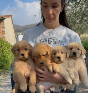 Photo №1. golden retriever - for sale in the city of Alberville | negotiated | Announcement № 167211