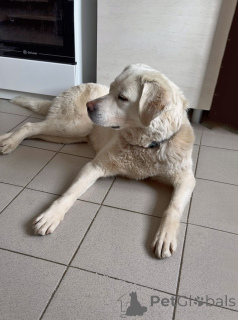 Photo №2 to announcement № 170554 for the sale of non-pedigree dogs - buy in Russian Federation private announcement