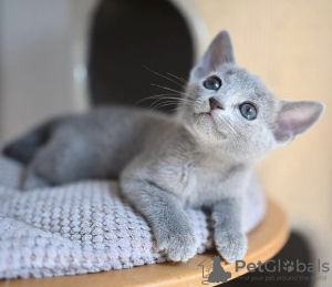 Photo №1. russian blue - for sale in the city of Sydney | 430$ | Announcement № 131261