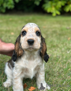 Photo №1. english cocker spaniel - for sale in the city of Erkrath | 329$ | Announcement № 153764