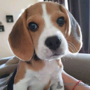 Photo №2 to announcement № 65064 for the sale of beagle - buy in Kuwait private announcement