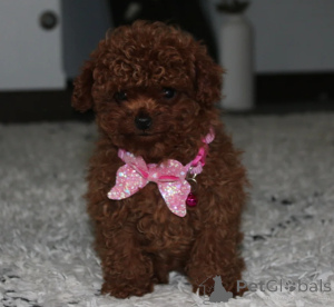 Photo №1. poodle (toy) - for sale in the city of Dublin | negotiated | Announcement № 158212