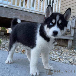 Photo №2 to announcement № 160308 for the sale of siberian husky - buy in Finland private announcement
