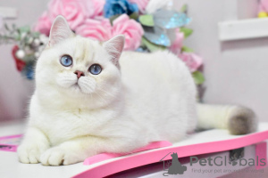 Photo №1. british shorthair - for sale in the city of Dnipro | 650$ | Announcement № 36927