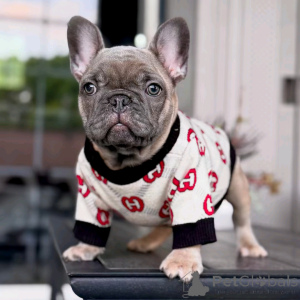 Photo №3. Französische Bulldogge Welpen zur Adoption. Germany