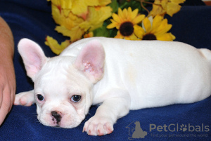 Photo №2 to announcement № 120660 for the sale of french bulldog - buy in Germany private announcement