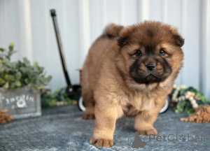 Photo №2 to announcement № 158655 for the sale of chow chow - buy in United Arab Emirates 