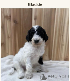 Photo №2 to announcement № 176314 for the sale of poodle (toy) - buy in Belgium 