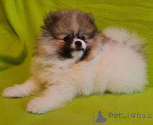 Photo №1. pomeranian - for sale in the city of Graz | negotiated | Announcement № 166396