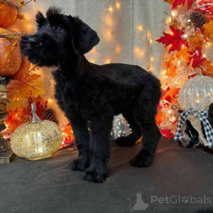 Photo №1. giant schnauzer - for sale in the city of Daugavpils | negotiated | Announcement № 173072