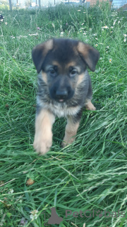 Additional photos: german shepherd puppies