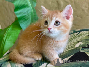 Photo №1. munchkin - for sale in the city of Dikirh | 329$ | Announcement № 151486
