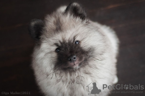 Photo №2 to announcement № 17930 for the sale of german spitz - buy in Belarus from nursery
