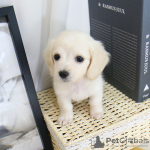 Photo №1. non-pedigree dogs - for sale in the city of Texas City | 800$ | Announcement № 9391