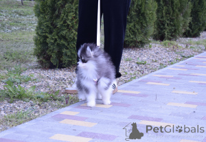 Photo №4. I will sell  in the city of Krasnodar. from nursery, breeder - price - 3613$
