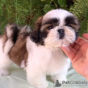 Photo №1. shih tzu - for sale in the city of Glyfada | negotiated | Announcement № 129928