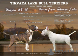 Additional photos: Typical bull terrier puppies