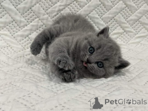 Photo №2 to announcement № 159963 for the sale of british shorthair - buy in Germany private announcement, from nursery