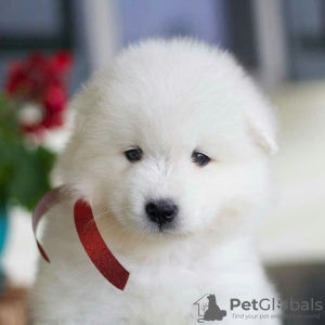 Photo №1. samoyed dog - for sale in the city of Даллас | 1200$ | Announcement № 11670