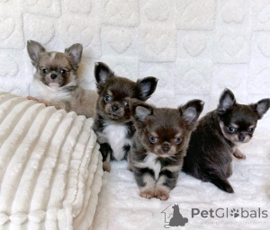 Photo №2 to announcement № 165366 for the sale of chihuahua - buy in Finland private announcement, breeder