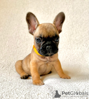 Photo №2 to announcement № 69138 for the sale of french bulldog - buy in Russian Federation from nursery