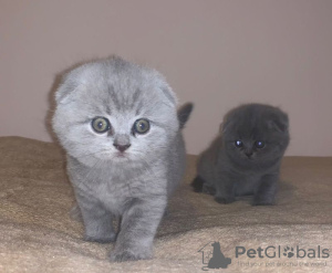 Photo №1. scottish fold - for sale in the city of Jork | Is free | Announcement № 105378