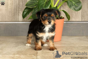 Photo №1. yorkshire terrier - for sale in the city of Essen | 412$ | Announcement № 63818