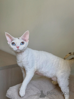 Photo №2 to announcement № 178139 for the sale of devon rex - buy in France breeder