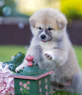 Photo №3. Akita Inu puppies. Lithuania